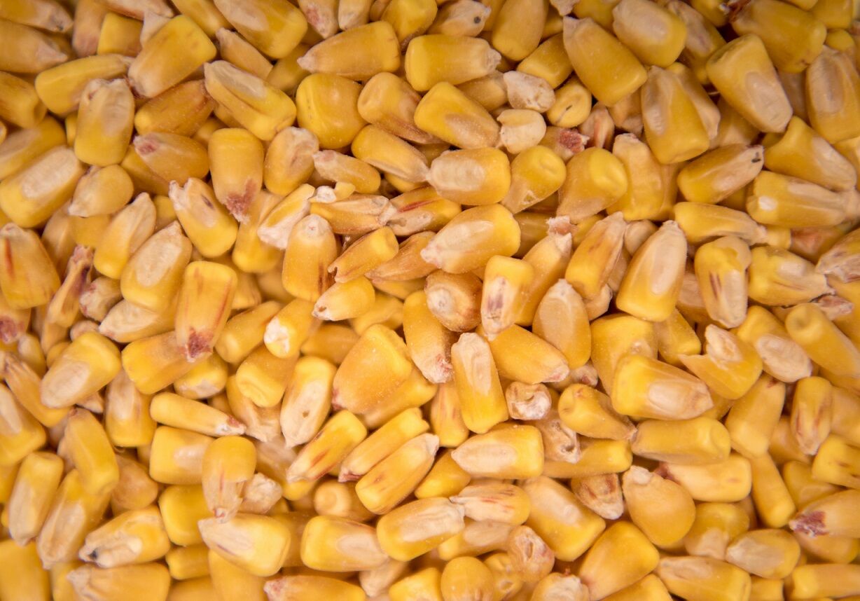 corn